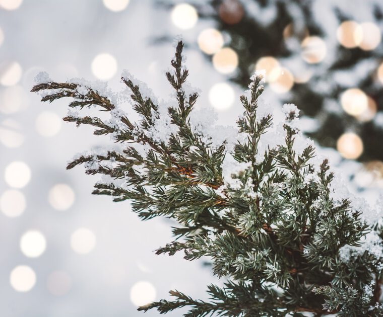 Unabhängige evangelische Gemeinde Friedrichshafen Der Fall 24.12. – Weihnachtsgottesdienst