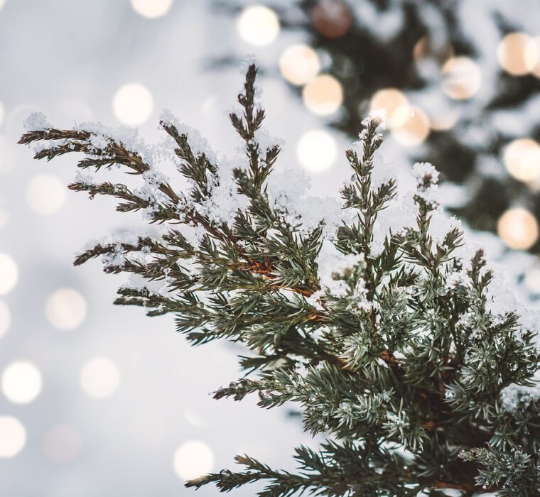 Unabhängige evangelische Gemeinde Friedrichshafen Der Fall 24.12. – Weihnachtsgottesdienst